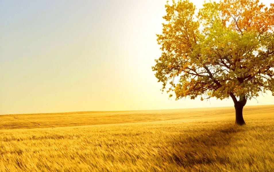 Free Download High Quality Windows 8 Wallpapers 6 Windows 8 Tree Wallpaper