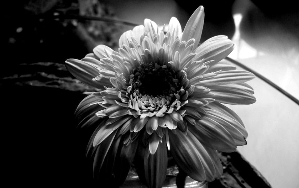 25 Best Monochromatic Black and White Photography 23 BW shot of the flower
