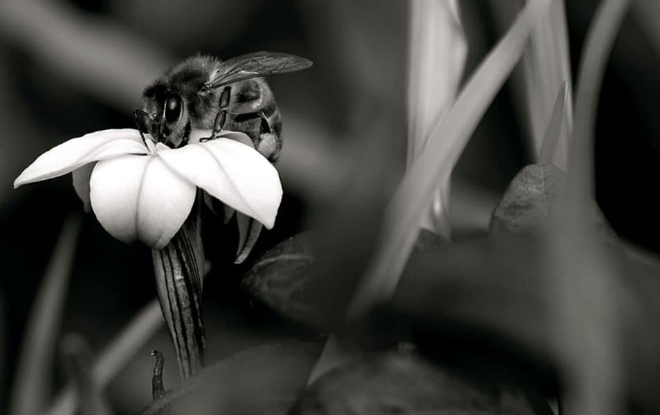 25 Best Monochromatic Black and White Photography 27 Bee in Black and White