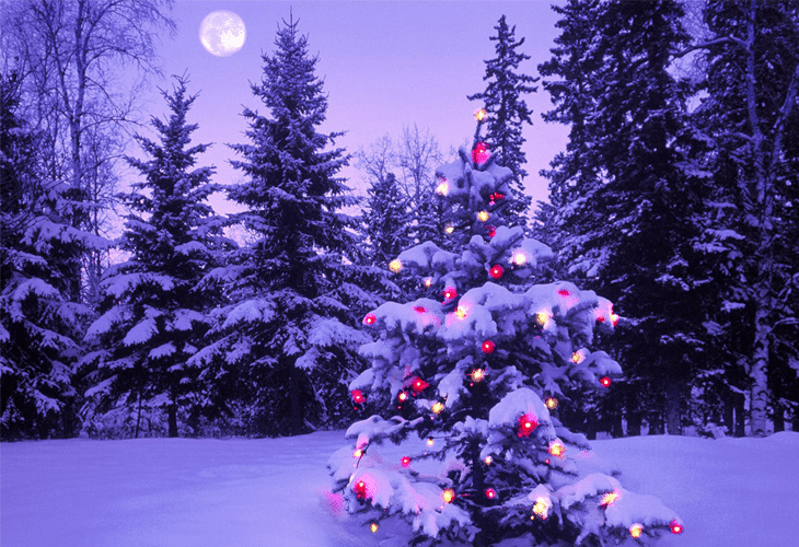 25 Best Unique and Inspirational Christmas Trees 15 Christmas lonely tree