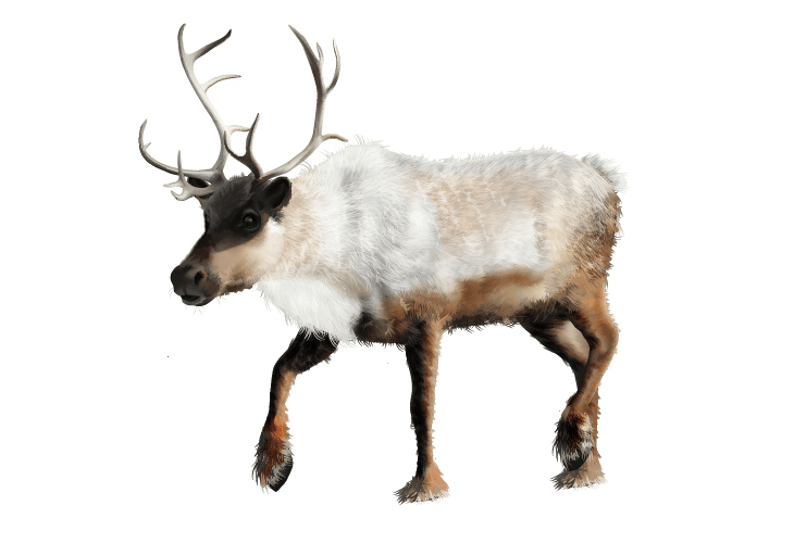 Realistic Reindeer with Gradient Mesh