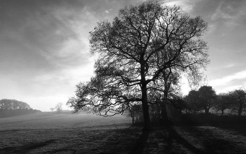 Tree in black and white