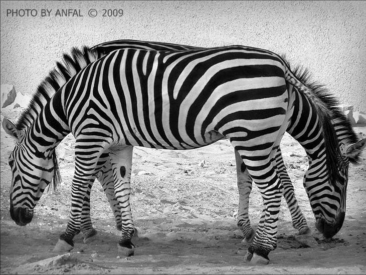 10 Incredible Examples of Funny Optical Illusions in Photos 2 A living optical illusion