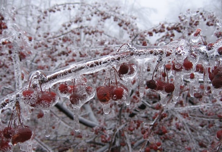 40 Beautiful Free Winter Wallpaper Designs For Inspiration 11 Berries