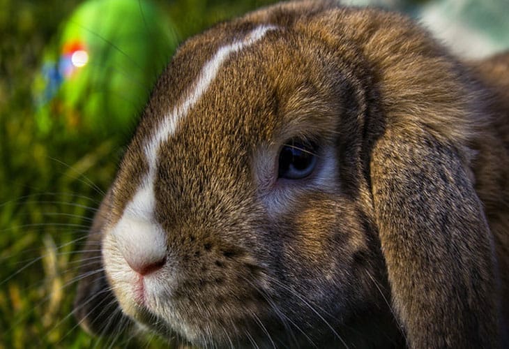 Brown-and-white-rabbits