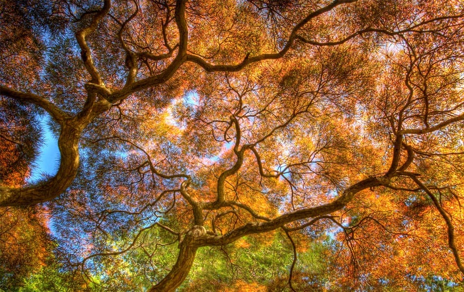 30 Beautiful Examples of Nature Photography Inspiration 21 Dancing Branches Nature Photography