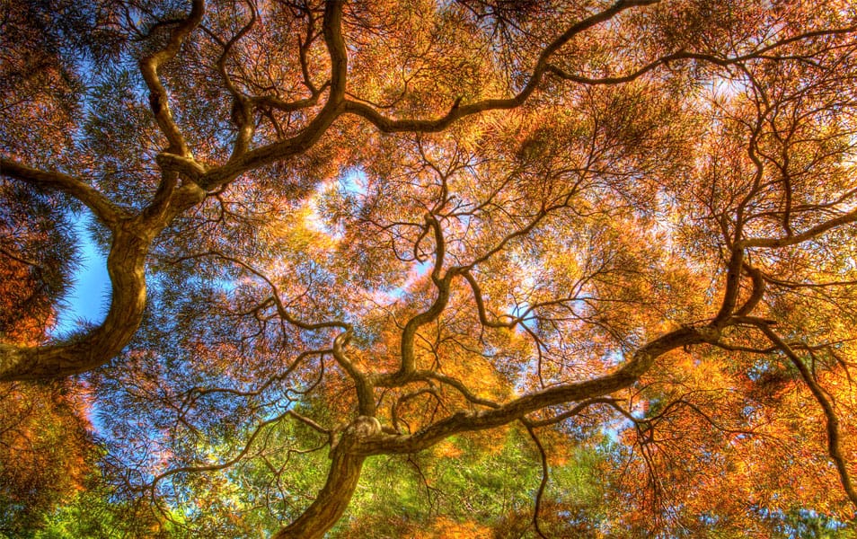 Dancing Branches Nature Photography