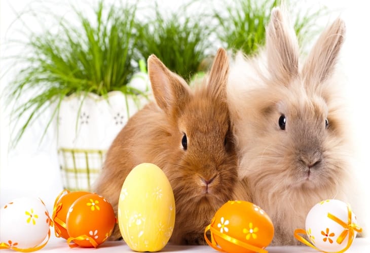 Easter Bunnies Hd Wallpaper Background