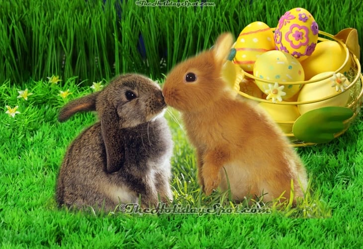 50 Beautiful Easter Wallpapers 9 Easter Bunny