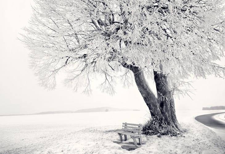 40 Beautiful Free Winter Wallpaper Designs For Inspiration 4 Frozen Tree