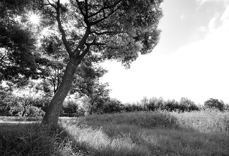 Outdoor Forest Field - Natural Photography