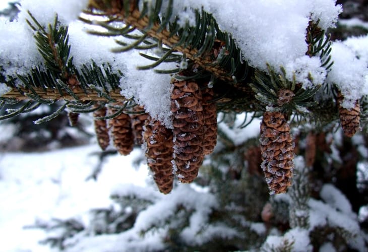 40 Beautiful Free Winter Wallpaper Designs For Inspiration 12 Pinecones