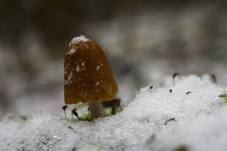 40 Beautiful Free Winter Wallpaper Designs For Inspiration 14 Snow Mushroom