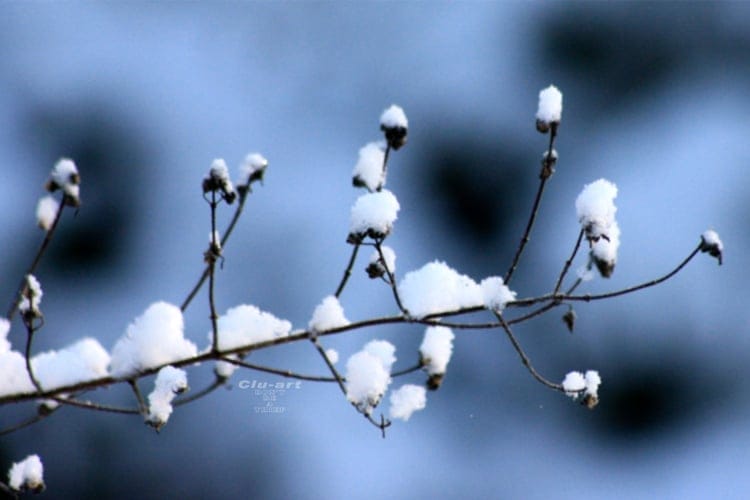 40 Beautiful Free Winter Wallpaper Designs For Inspiration 3 Sugared Sprigs Wallpaper