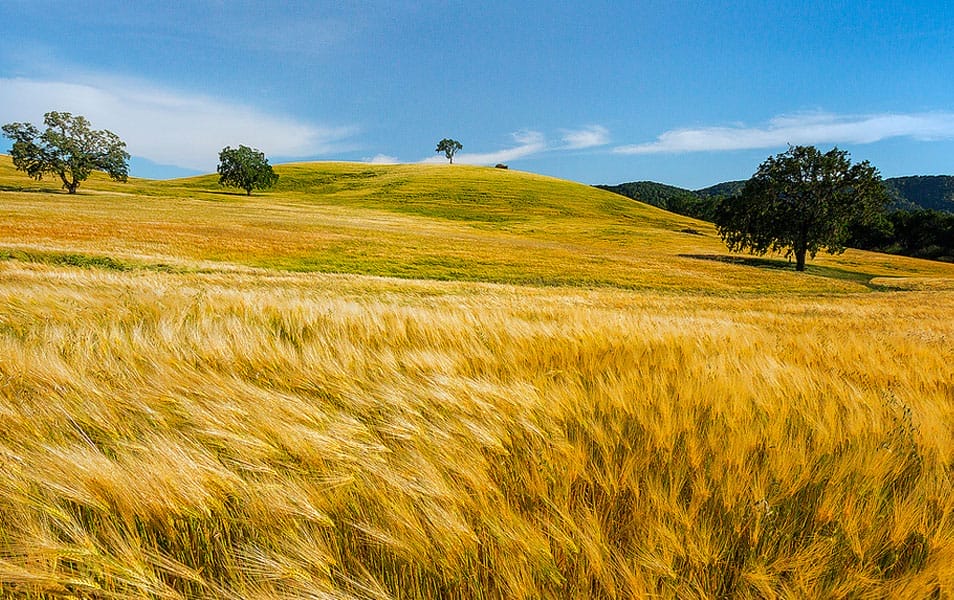 30 Beautiful Examples of Nature Photography Inspiration 10 Wheat in the Wind