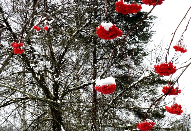 Winter-berries Winter-berries