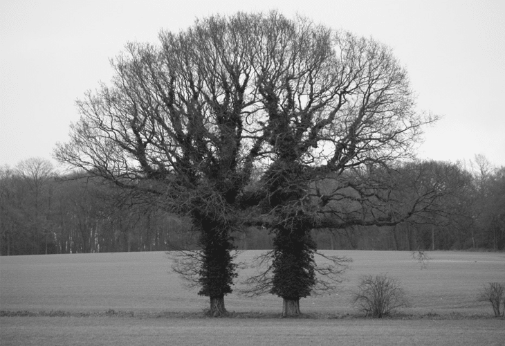 Yin and Yang Trees - Natural Photography