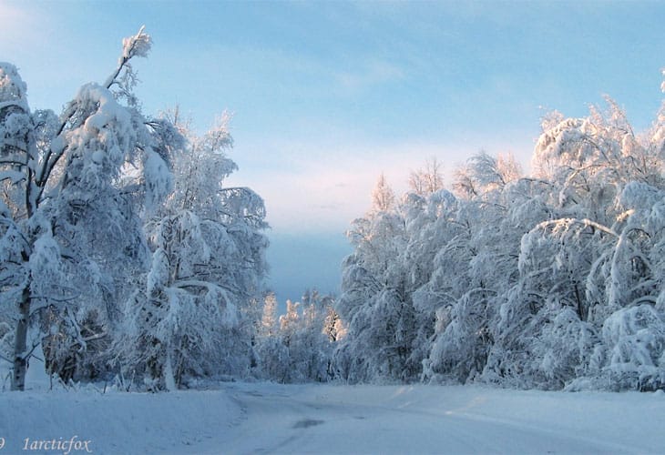 sun-tipped-winter-frosting sun-tipped-winter-frosting