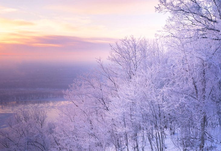 winter-trees winter-trees