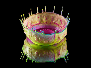 40 Stunning Examples of High Speed Photography