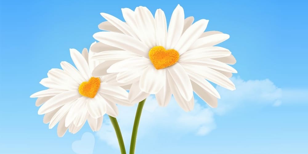 Latest Adobe Illustrator Tutorials 342 Heart Shaped Daisies