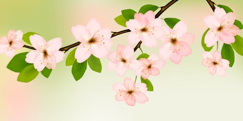 Latest Adobe Illustrator Tutorials 461 Spring Flowers With the Gradient Mesh