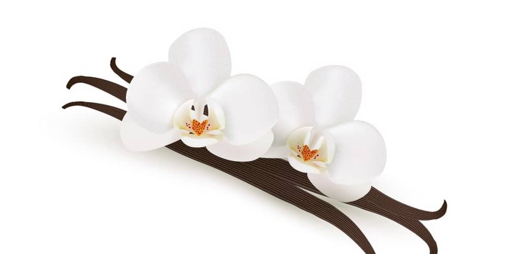 Latest Adobe Illustrator Tutorials 294 Vanilla-Flowers