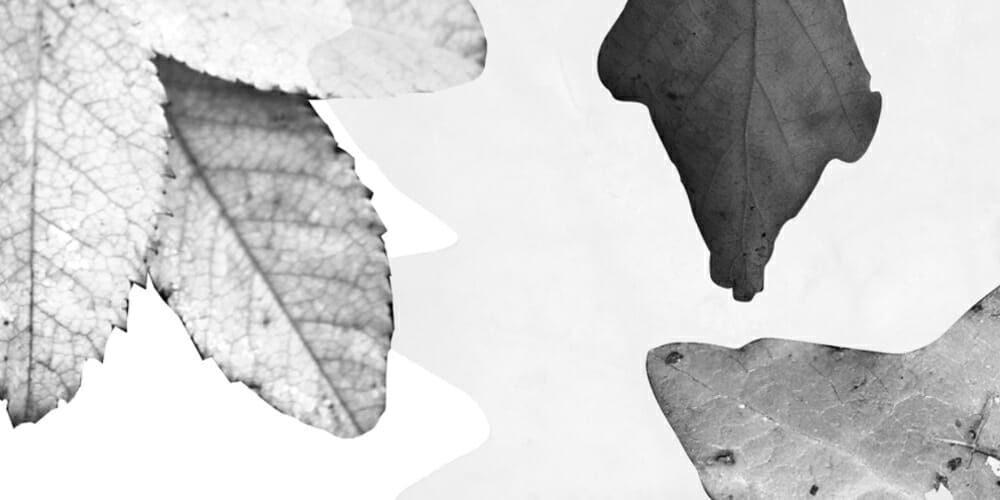 Photoshop Leaf Brushes