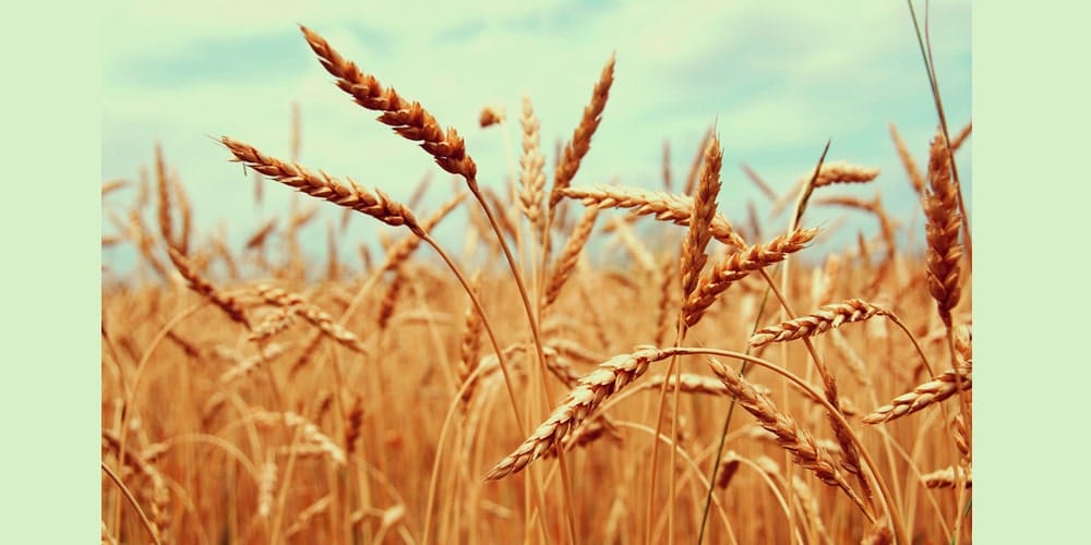 Latest Free Photoshop Actions 10 Free Autumn Photoshop Actions