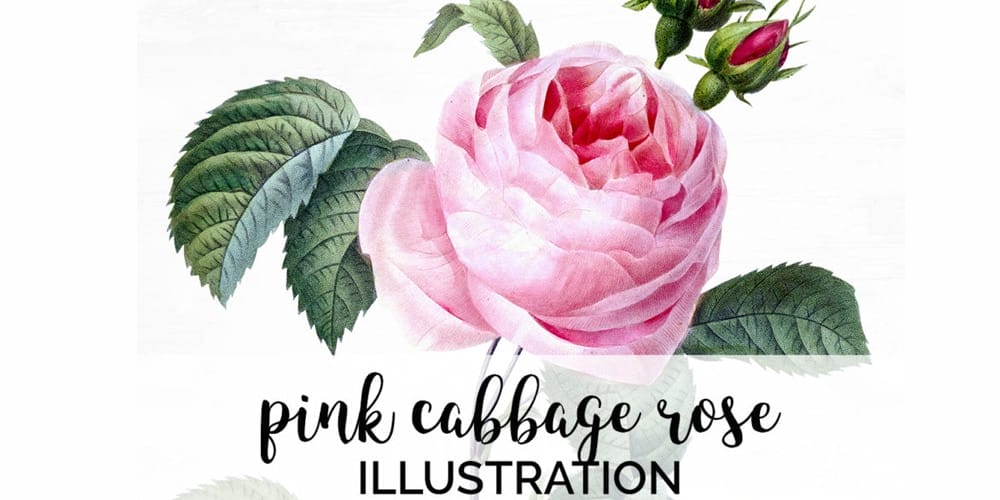 Pink Cabbage Rose Floral Illustration 
