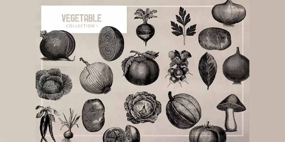 Vintage Vegetables Illustration