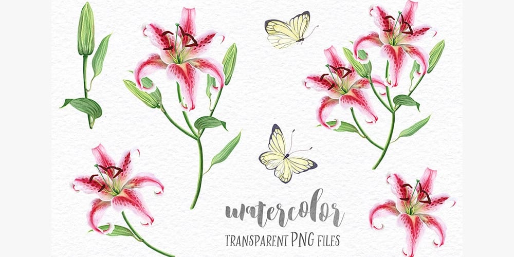 Free Watercolor Elements for Designers 86 Delicate Watercolor Lilies