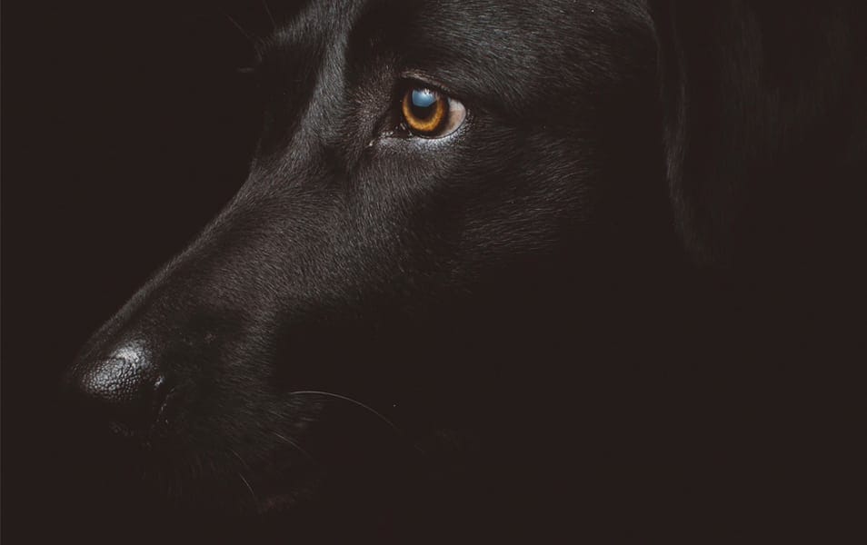 50+ Collection of Excellent Dark Wallpapers 20 Black Dog Photography