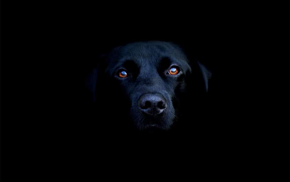 50+ Collection of Excellent Dark Wallpapers 4 Black Dog in the Dark