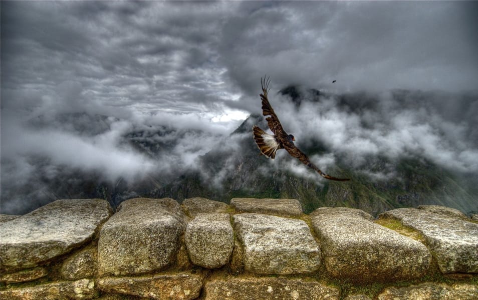 Caracara Takes Off