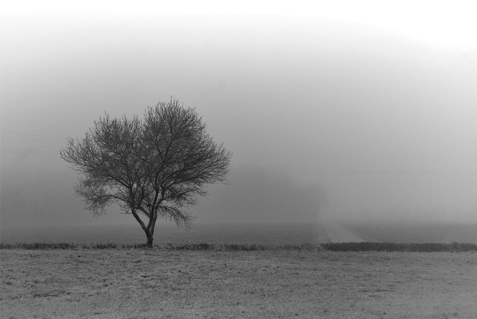 50+ Collection of Excellent Dark Wallpapers 15 Dark Tree