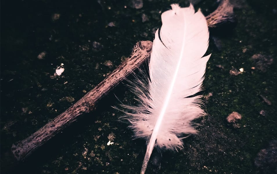 Gray Feather on Tree Stem