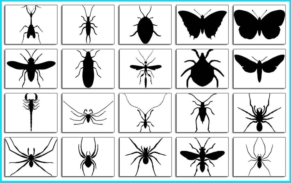 The Huge Collection Of Photoshop Custom Shapes 16 Photoshop Custom Shapes Bugs