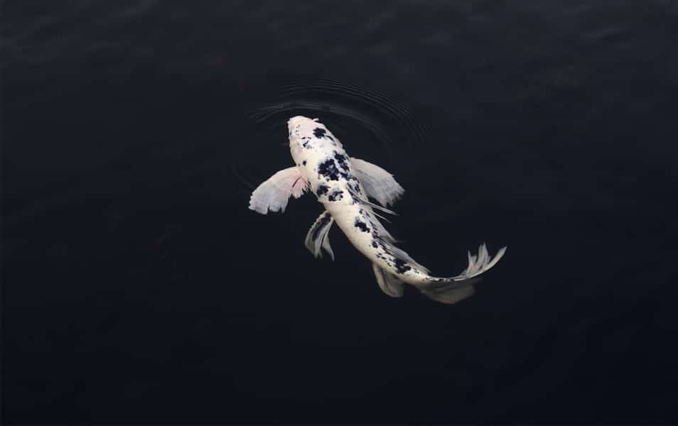 White and Black Koi Fish