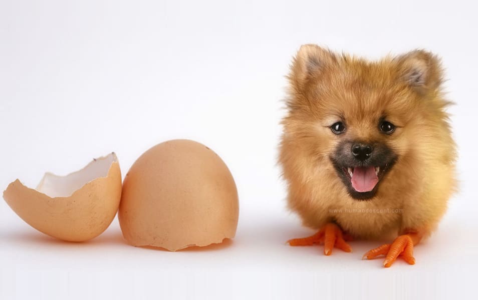 Incredible Photo Manipulation Arts 10 Chog