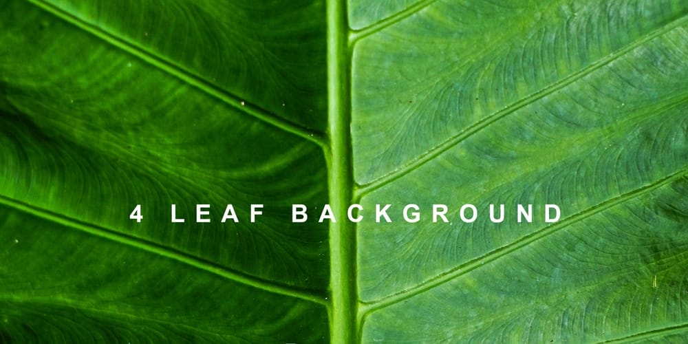 Leaf Background