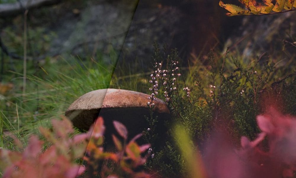 Best Lightroom Presets for Every Photography Style 60 Autumn Forest Lightroom Presets