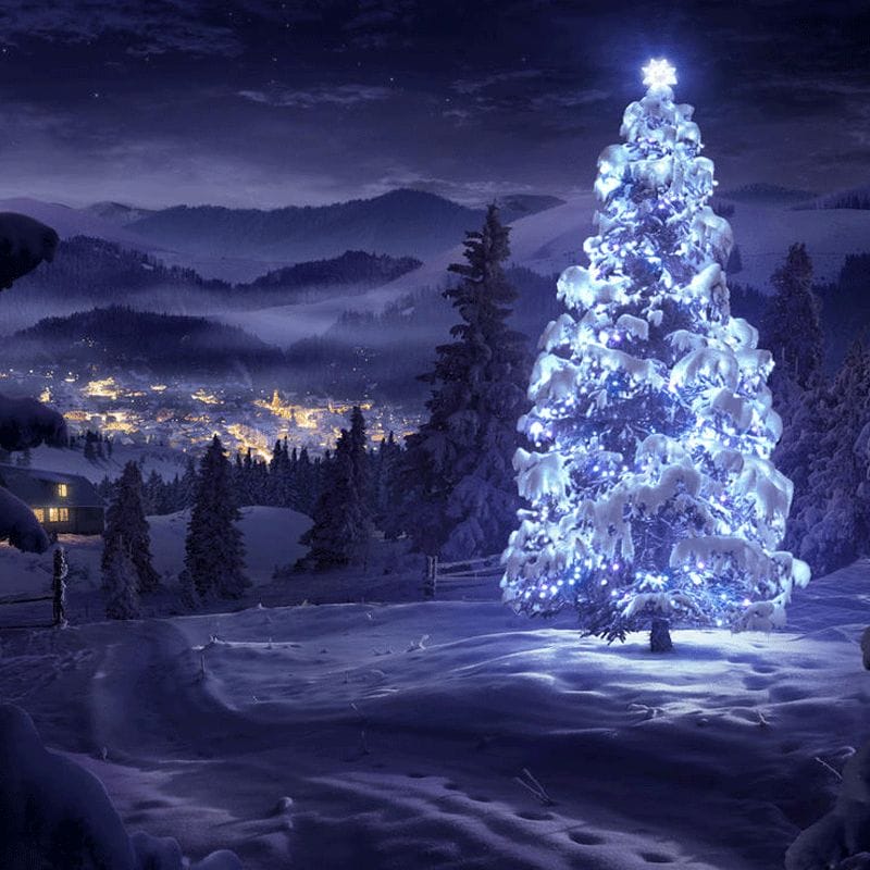 25 Best Unique and Inspirational Christmas Trees