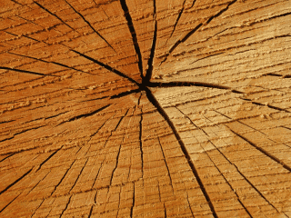 50 High Quality Free Wood Textures