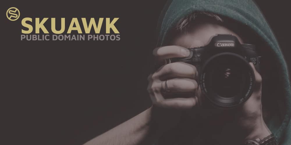 Free Stock Photos and Videos Resources For Designers 96 skuawk