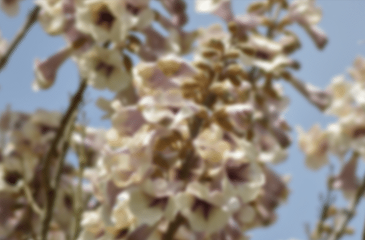 Beautiful Collection of Blurred Backgrounds - cssauthor.com