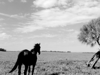 20 Beautiful Black and White Nature Photography