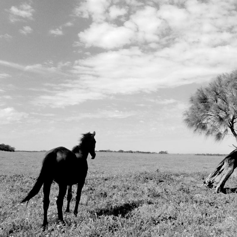 20 Beautiful Black and White Nature Photography