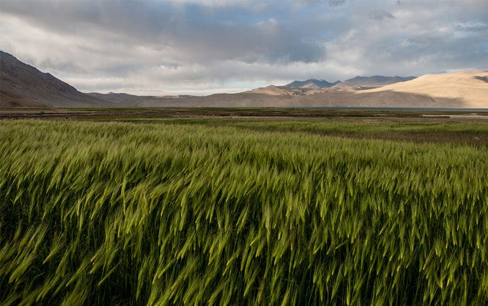 Barley fields