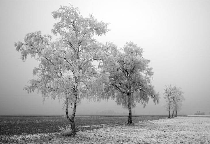 Black-And-White-Winter